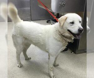 Chow Chow-Great Pyrenees Mix Dogs for adoption in Riverside, CA, USA