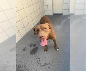 American Pit Bull Terrier-Unknown Mix Dogs for adoption in Corpus Christi, TX, USA