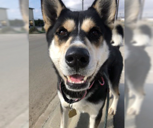 Alusky Dogs for adoption in Ventura, CA, USA