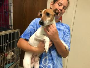 Jack Russell Terrier Dogs for adoption in Beckley, WV, USA
