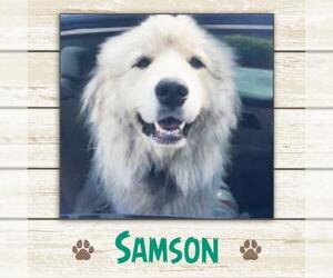 Great Pyrenees Dogs for adoption in Limerick, ME, USA