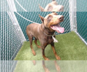 Doberman Pinscher Dogs for adoption in Downey, CA, USA