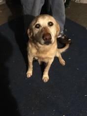 Labrador Retriever Dogs for adoption in Benson, MN, USA