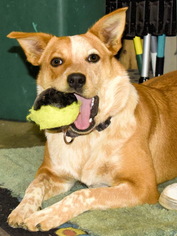Australian Cattle Dog Dogs for adoption in Tehachapi, CA, USA