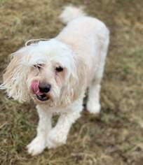 Cockapoo Dogs for adoption in Augusta, WV, USA