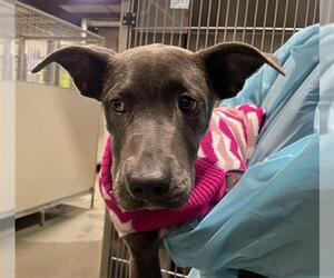 American Pit Bull Terrier Dogs for adoption in Bakersfield, CA, USA