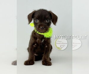 Mutt Dogs for adoption in Benton, LA, USA