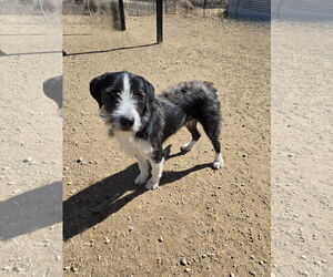 Mutt Dogs for adoption in Maquoketa, IA, USA