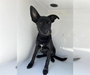 Labrador Retriever-Unknown Mix Dogs for adoption in Houston, TX, USA