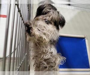 Schweenie Dogs for adoption in Bakersfield, CA, USA