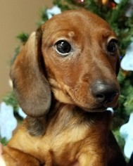 Medium Photo #1 Dachshund Puppy For Sale in Lewisburg, TN, USA