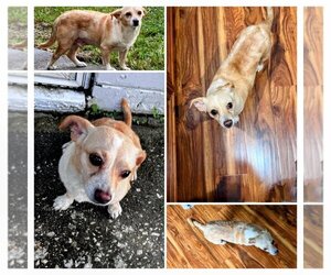 Chihuahua Dogs for adoption in Valrico, FL, USA