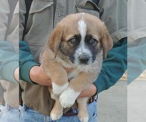 Cowboy Corgi Dogs for adoption in Chico, CA, USA