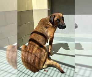 German Shepherd Dog-Unknown Mix Dogs for adoption in Riverside, CA, USA