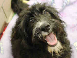 Goldendoodle Dogs for adoption in Fort Wayne, IN, USA