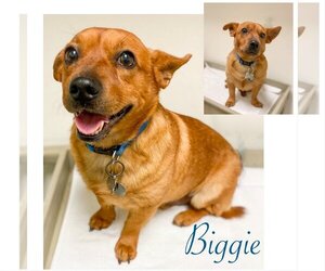 Dorgi Dogs for adoption in Sanford, FL, USA