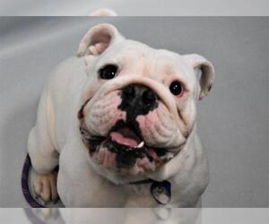 Bulldog Dogs for adoption in Fort Collins, CO, USA