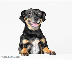 Miniature Pinscher-Unknown Mix Dogs for adoption in Tampa, FL, USA