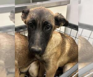 German Shepherd Dog-Unknown Mix Dogs for adoption in HESPERIA, CA, USA