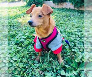 Chiweenie Dogs for adoption in Wilmington, DE, USA