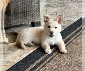 Golden Retriever-Pembroke Welsh Corgi Mix Dogs for adoption in Cave Creek, AZ, USA