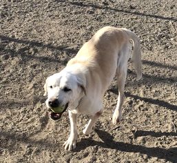 Mutt Dogs for adoption in Carson City, NV, USA
