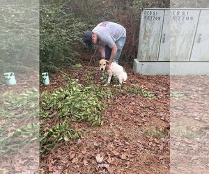 Mutt Dogs for adoption in Farmerville, LA, USA