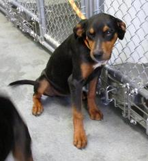 Mutt Dogs for adoption in Forest, VA, USA