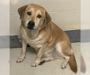 Labrador Retriever-Unknown Mix Dogs for adoption in Glen Allen, VA, USA