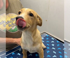 Mutt Dogs for adoption in Chico, CA, USA