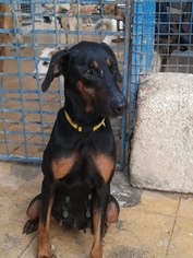 Doberman Pinscher Dogs for adoption in NYC, NY, USA