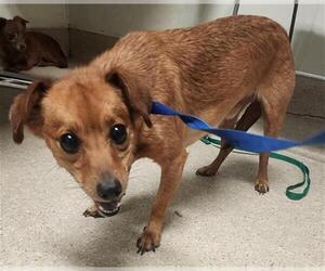Chihuahua Dogs for adoption in Bakersfield, CA, USA