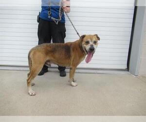 American Pit Bull Terrier-Unknown Mix Dogs for adoption in Louisville, KY, USA