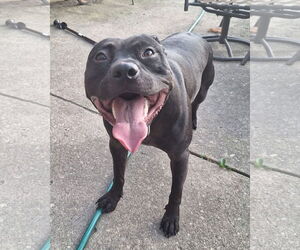 American Pit Bull Terrier-Unknown Mix Dogs for adoption in Germantown, OH, USA