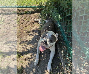 American Pit Bull Terrier-Unknown Mix Dogs for adoption in Berlin, MD, USA