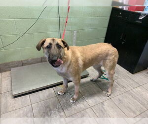 German Shepherd Dog-Unknown Mix Dogs for adoption in Grand Prairie, TX, USA
