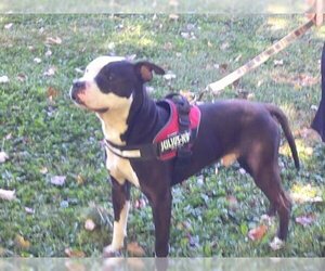 American Pit Bull Terrier Dogs for adoption in Osgood, IN, USA