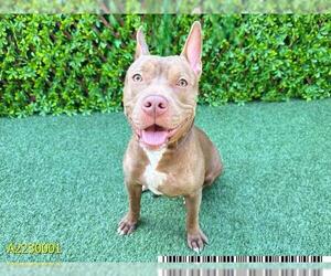 American Pit Bull Terrier Dogs for adoption in West Palm Beach, FL, USA