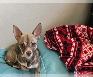 Cairn Terrier-Dachshund Mix Dogs for adoption in Arlington, WA, USA