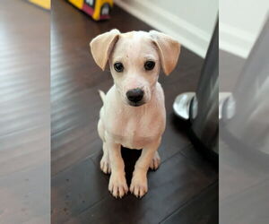 Chihuahua-Labrador Retriever Mix Dogs for adoption in Virginia Beach, VA, USA