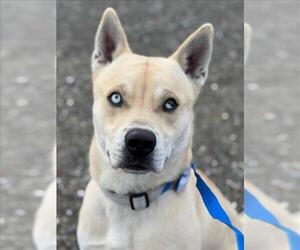 American Pit Bull Terrier-Siberian Husky Mix Dogs for adoption in Woodland, CA, USA