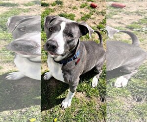 Bullypit Dogs for adoption in Spring Lake, NJ, USA