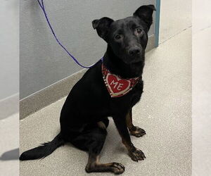 German Shepherd Dog-Unknown Mix Dogs for adoption in Las Vegas, NV, USA