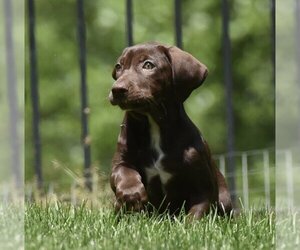 Labrador Retriever Dogs for adoption in Mechanicsburg, PA, USA