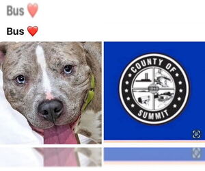 Staffordshire Bull Terrier-Unknown Mix Dogs for adoption in Akron, OH, USA