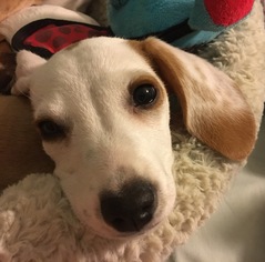 Medium Photo #1 Beagle-Chihuahua Mix Puppy For Sale in San Antonio, TX, USA
