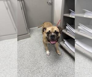 American Pit Bull Terrier-Unknown Mix Dogs for adoption in Pasadena, TX, USA