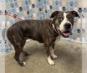 Staffordshire Bull Terrier Dogs for adoption in Rosenberg, TX, USA