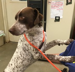 Pointer Dogs for adoption in Amarillo, TX, USA