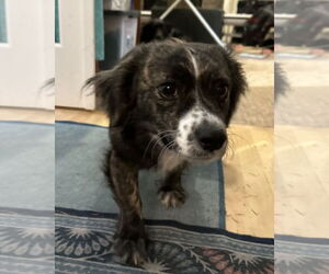 Mutt Dogs for adoption in Bellevue, WA, USA